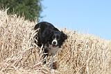 BORDER COLLIE 154